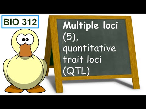 Bio 312 video 86: Multiple loci 5, quanwedding Anniversariesative trait loci (QTL).