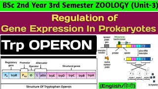 Tryptophan Operon In Hinditrp Operon In Hindiregulation Of Gene Expression In Prokaryotes E Coli