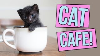 What's a Cat Cafe?