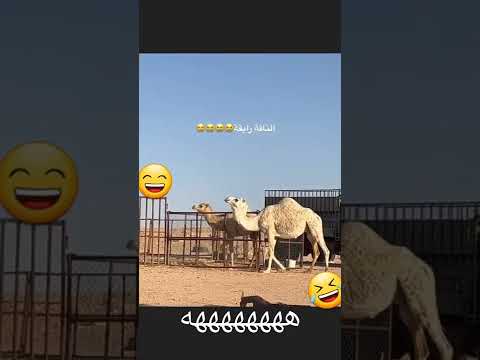 الناقة ترقص على الشيلة ههههه