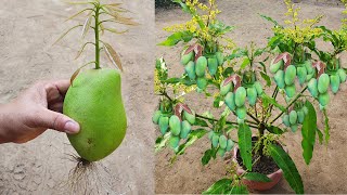 How To  grating mango Tree from mango fruit .