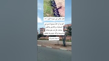 سورة النورستوريات انسا حلات وتس اب أقوال توماس قصص واقعية حقائق ومعلومات #shrts#ستوريات ـ ادولف