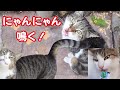 猫との散歩、あれ?猫の数が増えてる!沢山の猫に囲まれお強請りされる! ♯2