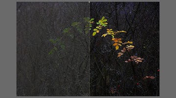 Editing moments with darktable. Episode 37: Last autumn leaves