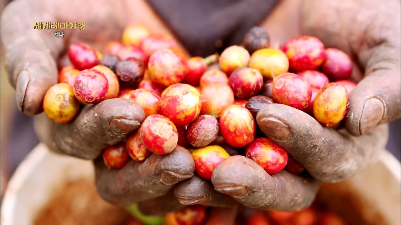 아프리카 최고 커피 생산지, 케냐 키암부 커피 농장