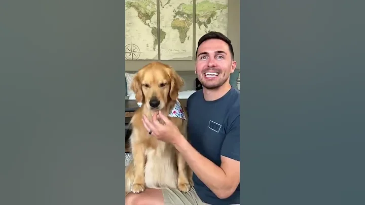 How I trained my dog to smile #tutorial #dog #goldenretriever - DayDayNews