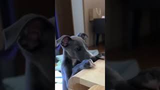 :Mom  mom Give me a bite!#italiangreyhound #iggy #dog #greyhound #cutedog #dogclothes