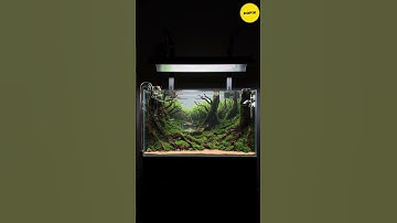 Roots Unearthed: The Hidden World Beneath the Trees