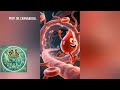 Felç Sinir Hastalığı mı? Endocannabinoid Sistem Hasarımı? "CBD OİL" Felç Onarımı Süreci Nasıl?