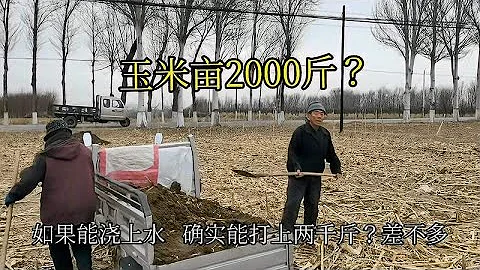 春玉米畝產2000斤？70歲大爺再如實相告，水肥得跟上 - 天天要聞