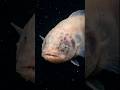 The Deepest Living Fish Ever Recorded #deepsea #deepseafish #shorts