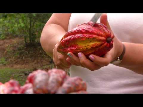 Video: Valor neto del cacao marrón