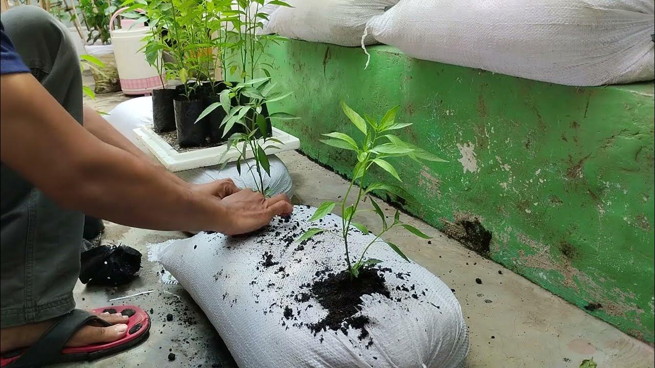 Growing chili using sacks at home, from seed to harvest Farming at