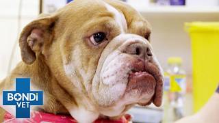 This Bulldog Swallowed A Giant Metal Spoon | Bondi Vet
