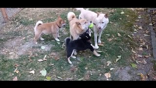 Shiba Inu Family Playing With a Tennis Ball by Shiba Inu 89 views 7 years ago 36 seconds