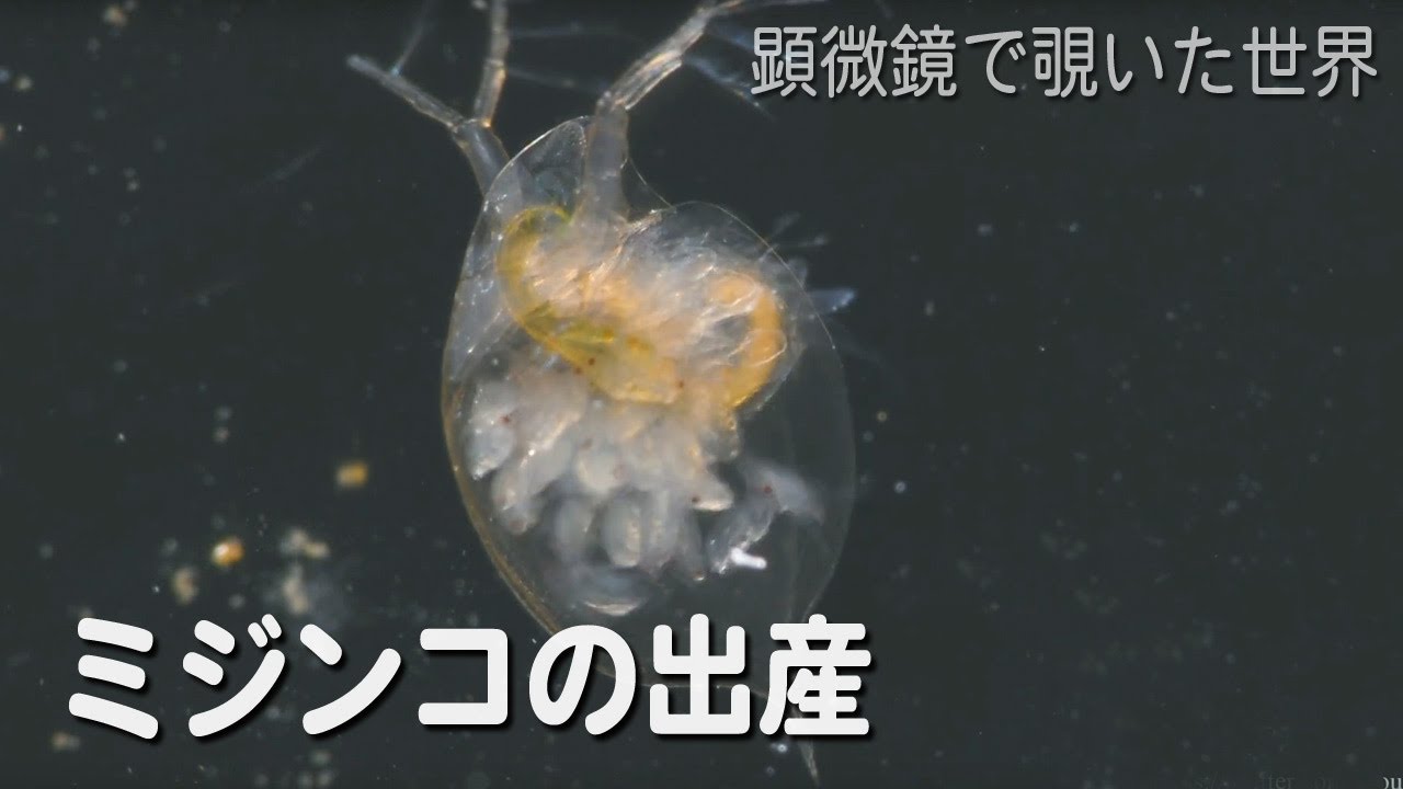 ミジンコdaphnia Pulexの産仔 淡水のプランクトン Youtube