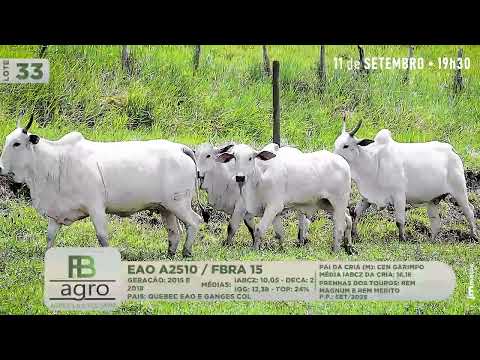 LOTE 33   FBRA 15  EAO A2510
