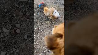 How Effective Is This Dog For Security