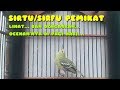 Burung Sirtu Sirpu Cipow Gacor Mp3 - Mp4 Download