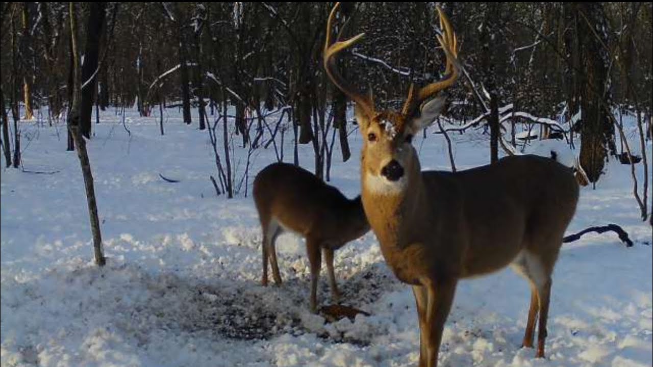 Oklahoma shed hunting 2026 EP1 