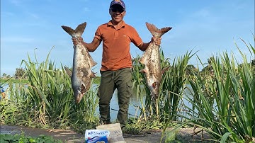 Câu cá tra sông 30 phút lên 2 con .