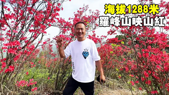海拔高达1288米的罗峰山，开满三千多亩映山红，这景色真的太壮观了！ 【大海去旅行】 - 天天要闻
