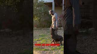 Dutch Shepherd Obedience Training