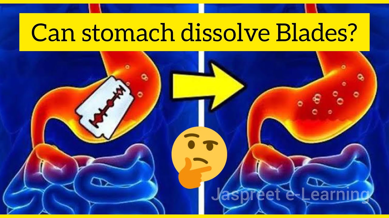 Can stomach dissolve metal Gastric acid in stomach Mucus