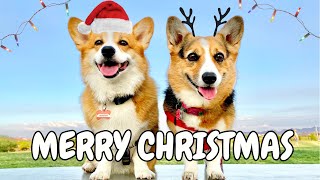 Best Hammy And Olivia Christmas Videos!