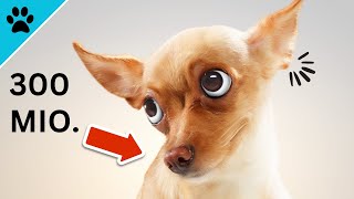 THIS Video Changes Everything You Know About DOGS! by Dogtube 69 views 10 months ago 2 minutes