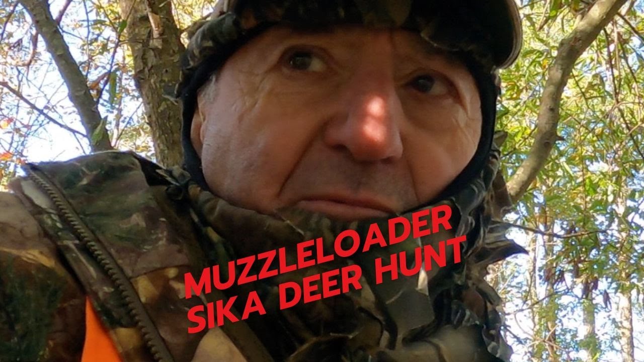 Deep in the Maryland Marsh for Elusive Sika Deer (They Outsmarted Us)