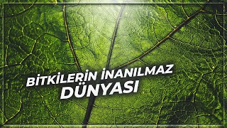 Sıra Dışı Bir Dünya Bitkiler