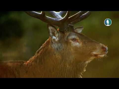 Видео: Король леса