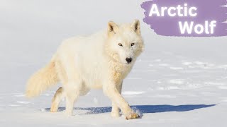 Arctic Wolves | Spectral Guardians of the Tundra by Lord of Animals 794 views 8 months ago 3 minutes, 16 seconds