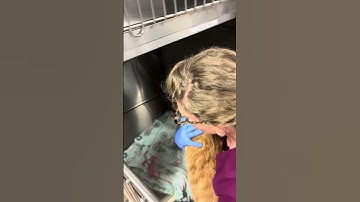 Skill 9 Removing cat from lower cage