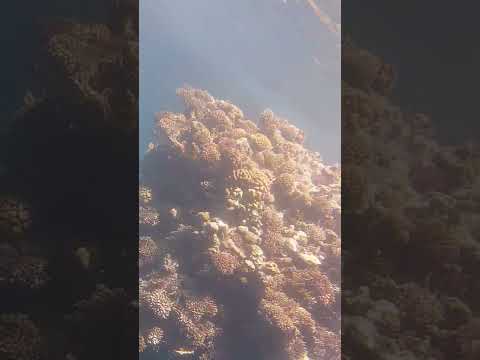 شعب مرجانيه