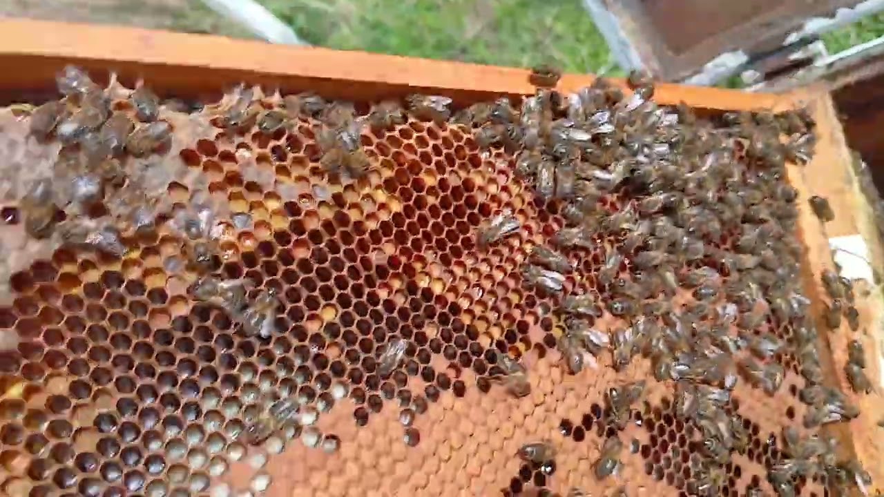 PASANDO NUCLEOS A COLMENAS GRANDES