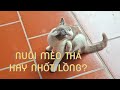 Nuôi mèo thả hay nhốt?