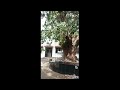Ra podar college mumbai campus tour bams ayurvedic college gurubhai ayurveda vlogs