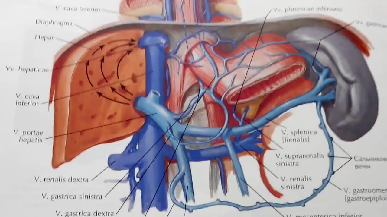 Система вен печени. Воротная Вена печени анатомия. Нижняя полая Вена анатомия печень. Система воротной вены анатомия. Воротная селезёночная Вена печени.