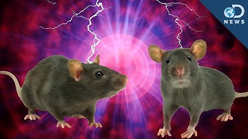 Rats Can Read Minds!