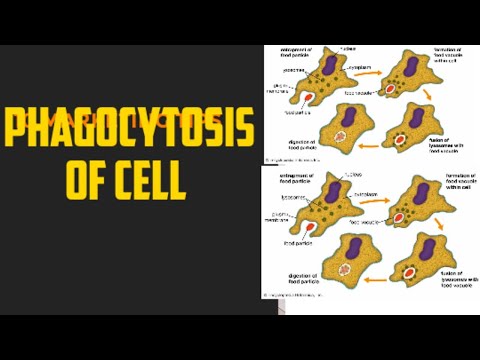#phagocytosis of cell#
