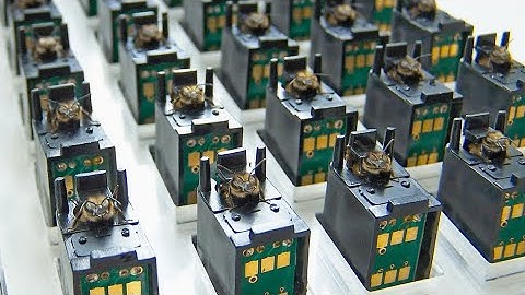 Is it Cruel to Use Bees as Digital Sensors?