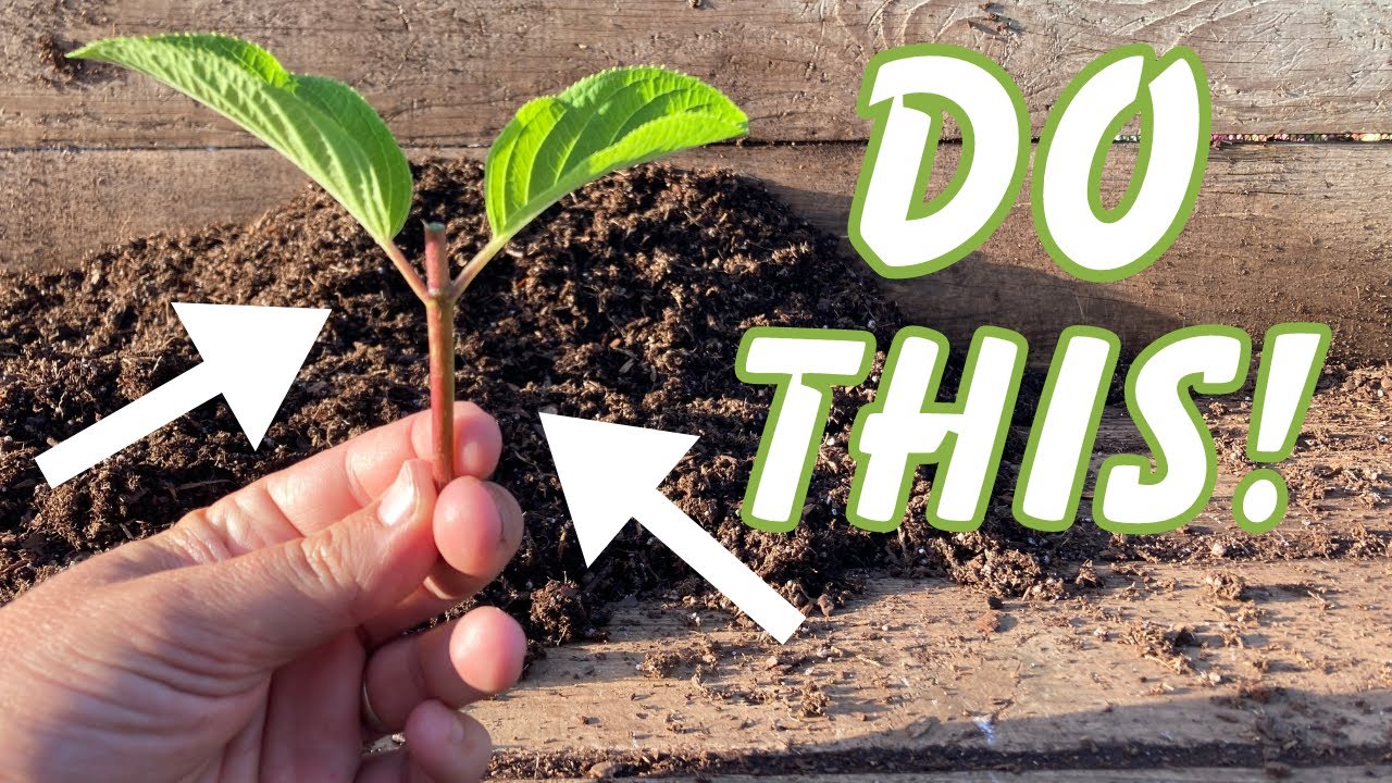 How to propagate Hydrangeas - an ESSENTIAL skill for your nursery. Silver Dollar // Limelight