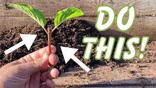 How to propagate Hydrangeas - an ESSENTIAL skill for your nursery. Silver Dollar // Limelight
