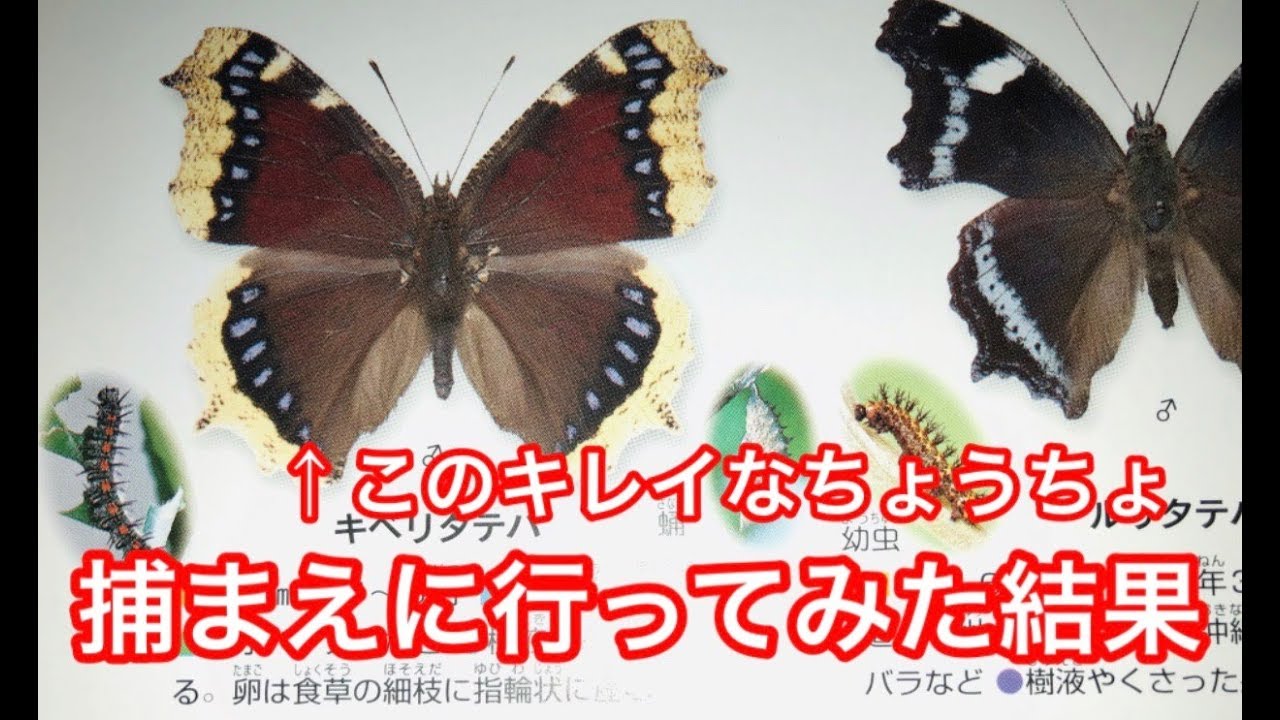 キベリタテハ56頭 キベリタテハ56頭 壮麗なる王女～ヤイロタテハ～(改訂版) | 蝶に