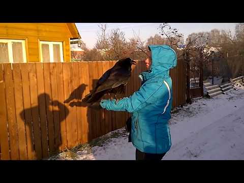 Video: Խոսող Raven Vasya- ն ուզում է ուտել. Զվարճալի տեսանյութ