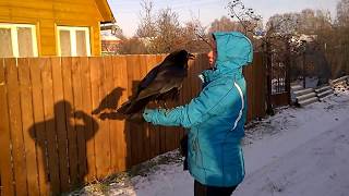 1. Говорящий ворон Вася / talking crow Vasya (speaks Russian).