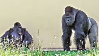 Nene screams in anger at Shabani. gorilla, Silver back.