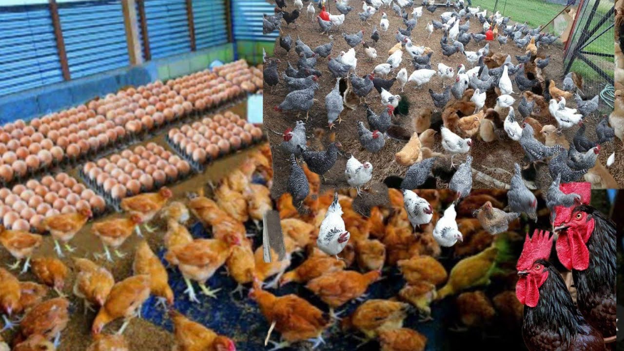 How to Start and Become Successful in Local Free range Chicken Farming ...